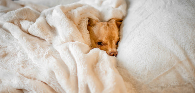 Bedtime