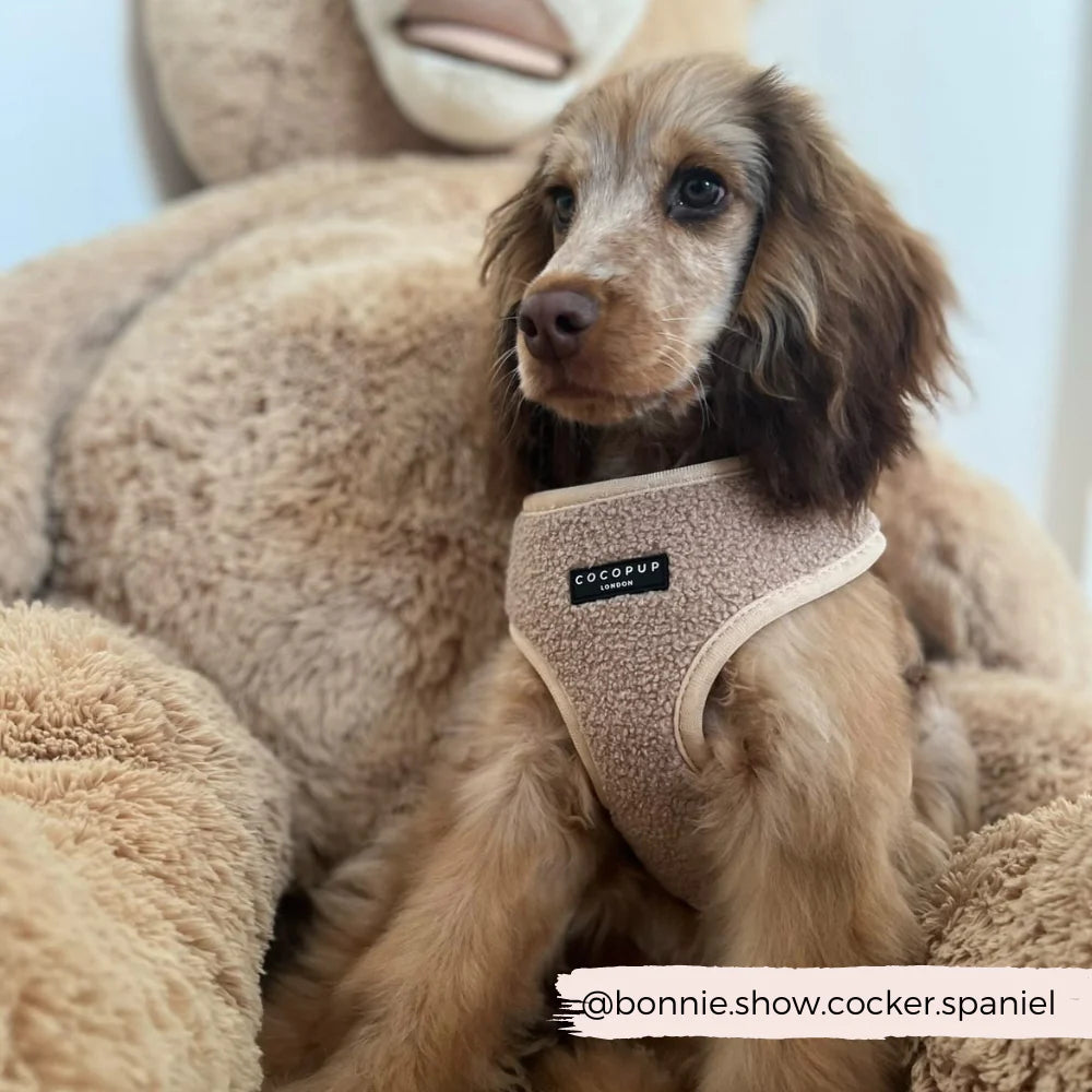 Cocopup London's Adjustable Neck Harness (Teddy Rupert)