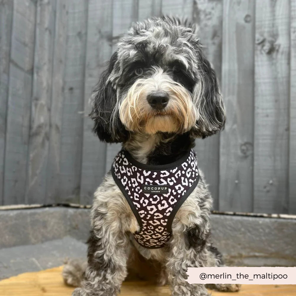 Cocopup London's Adjustable Neck Harness (Black Leopard)