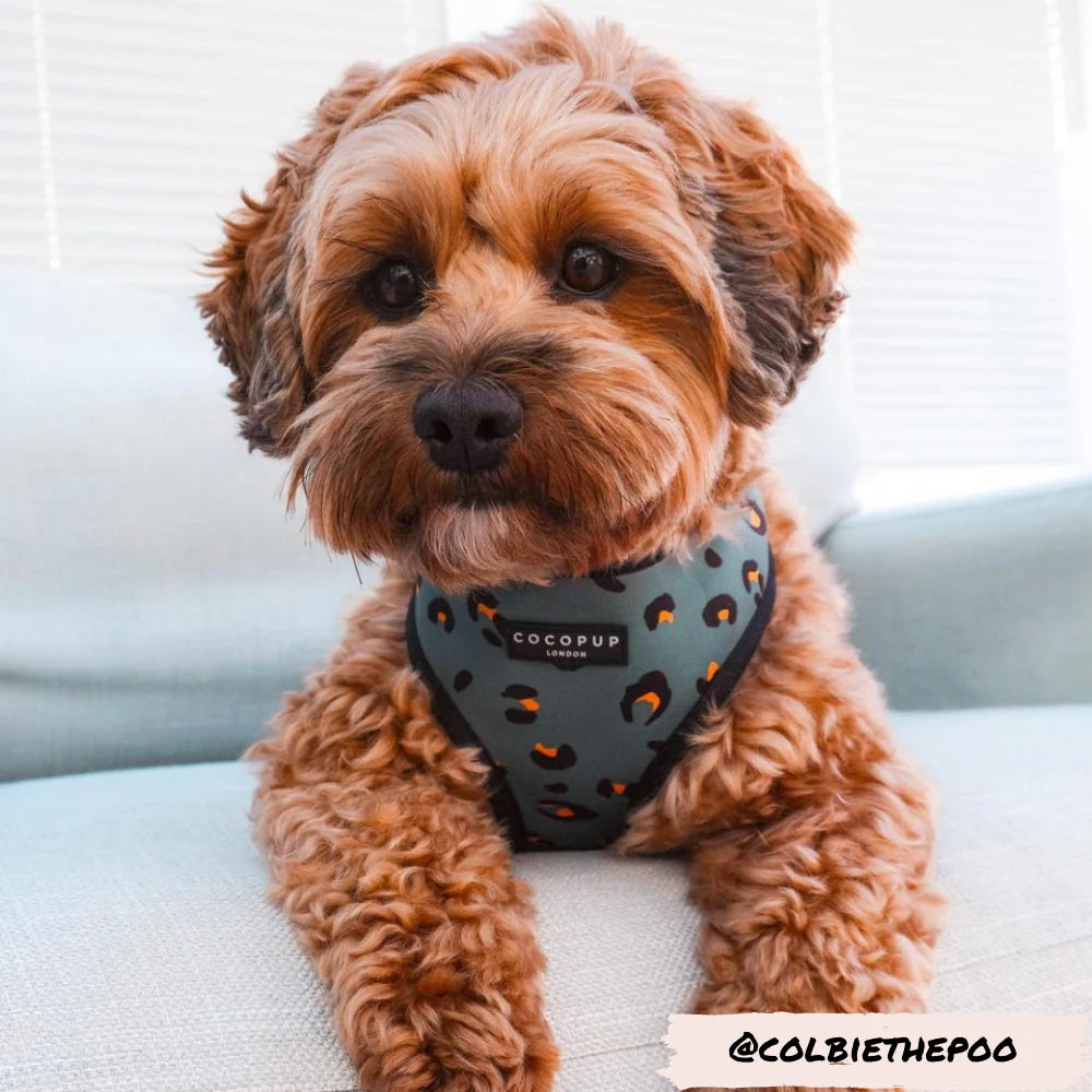 Cocopup London's Adjustable Neck Harness (Khaki Leopard)