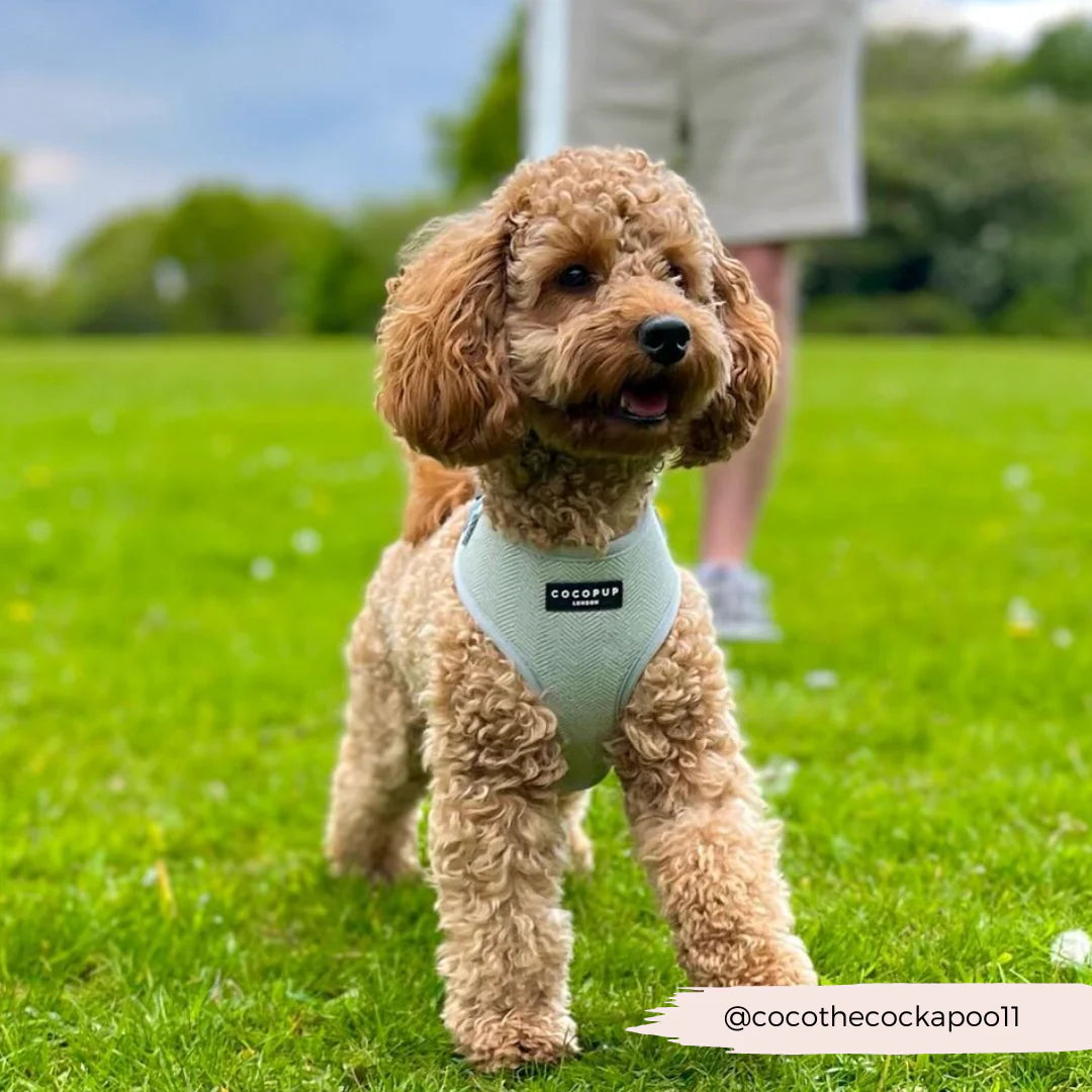Cocopup London's Adjustable Neck Harness (Sage Tweed)