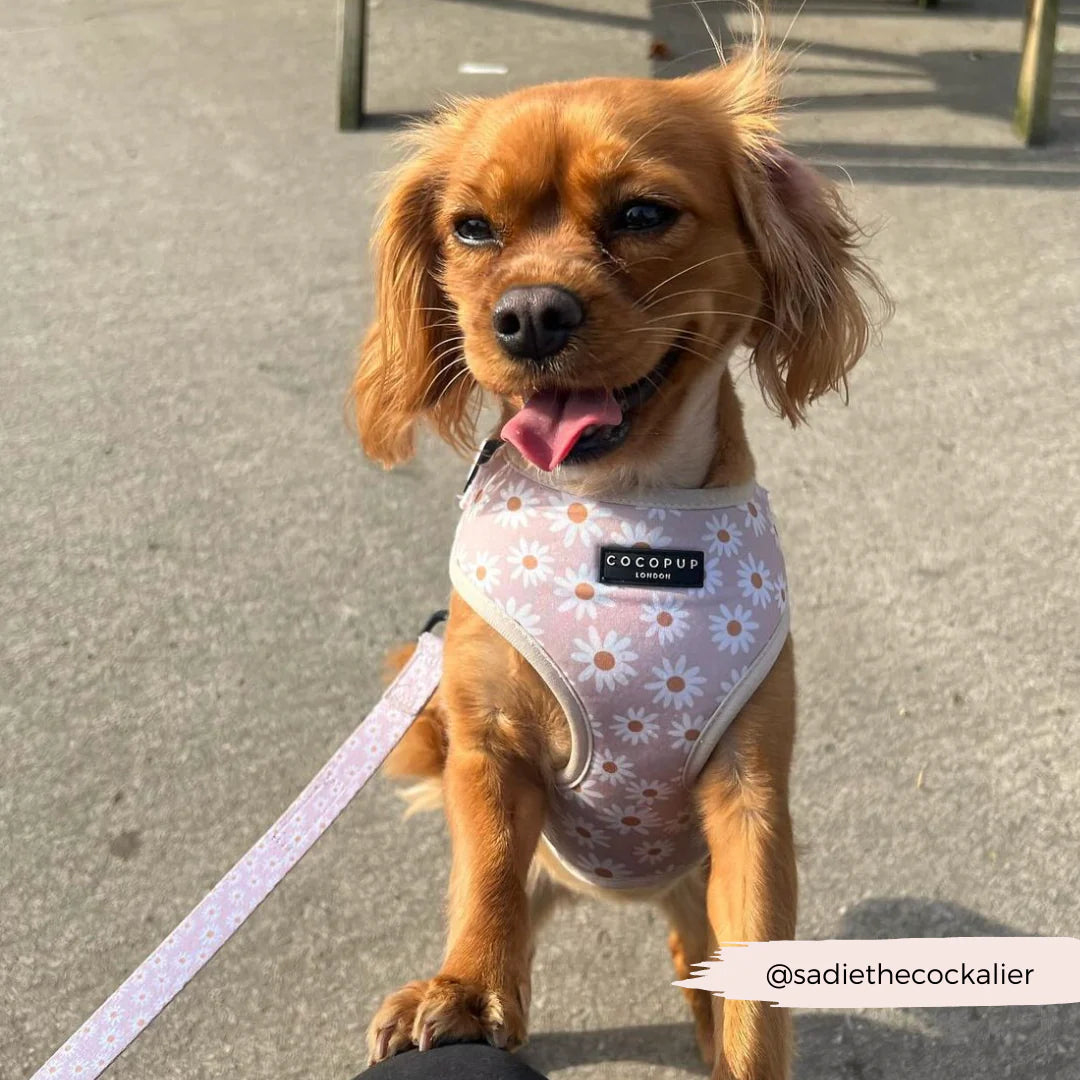 Cocopup London's Adjustable Neck Harness (Daisy Chain)