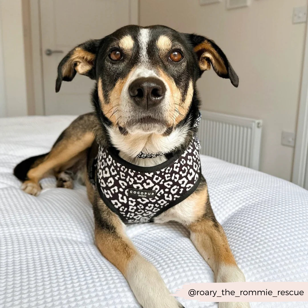 Cocopup London's Adjustable Neck Harness (Black Leopard)