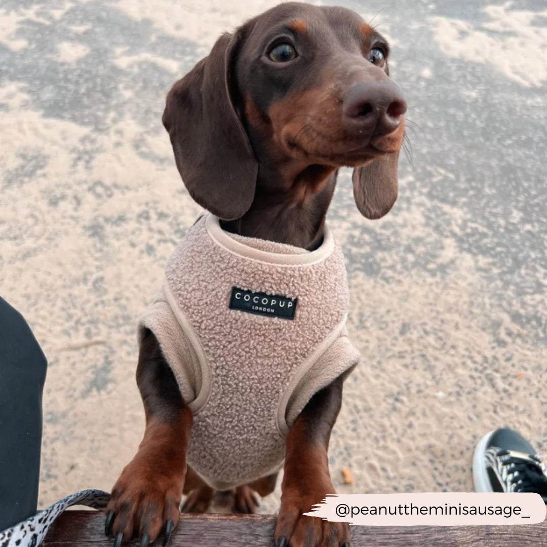 Cocopup London's Adjustable Neck Harness (Teddy Rupert)