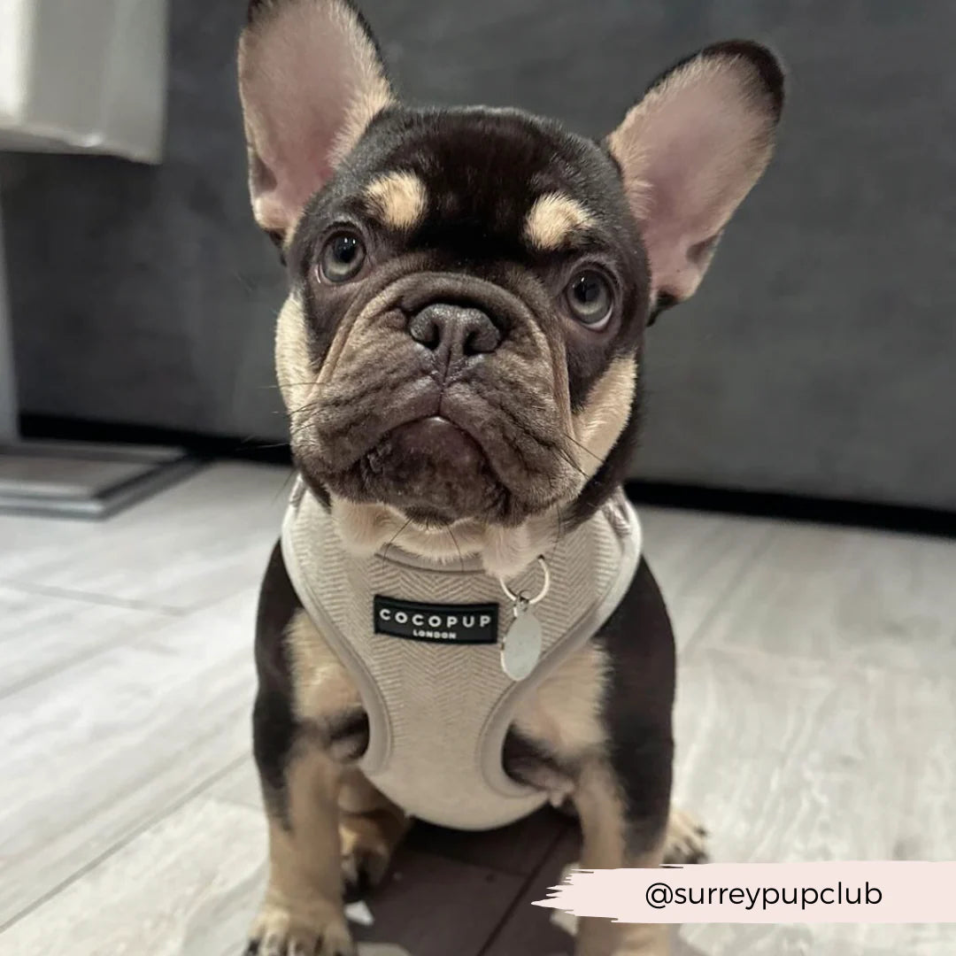 Cocopup London's Adjustable Neck Harness (Sage Tweed)