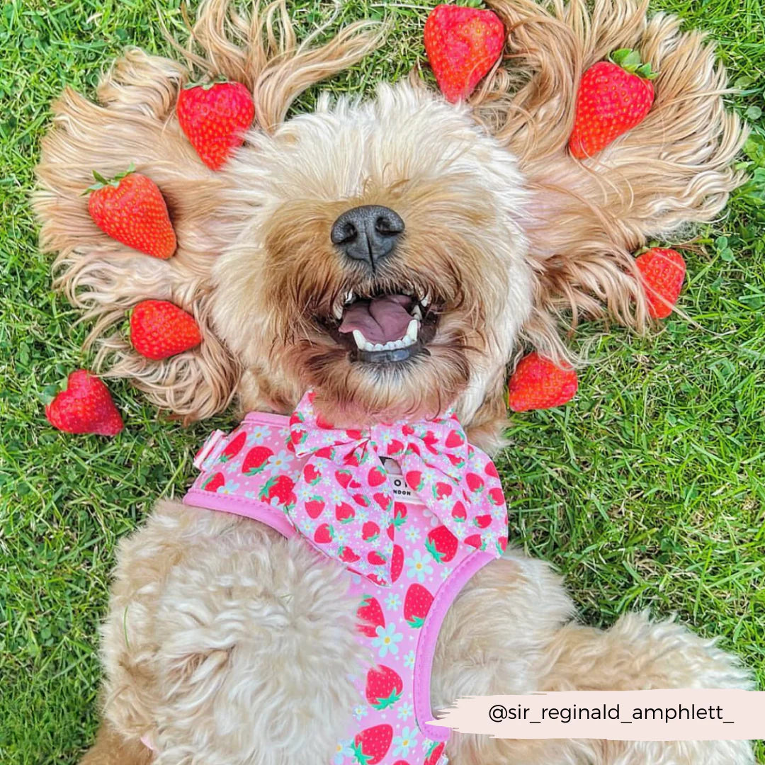 Cocopup London's Adjustable Neck Harness (Pupberry Fields)
