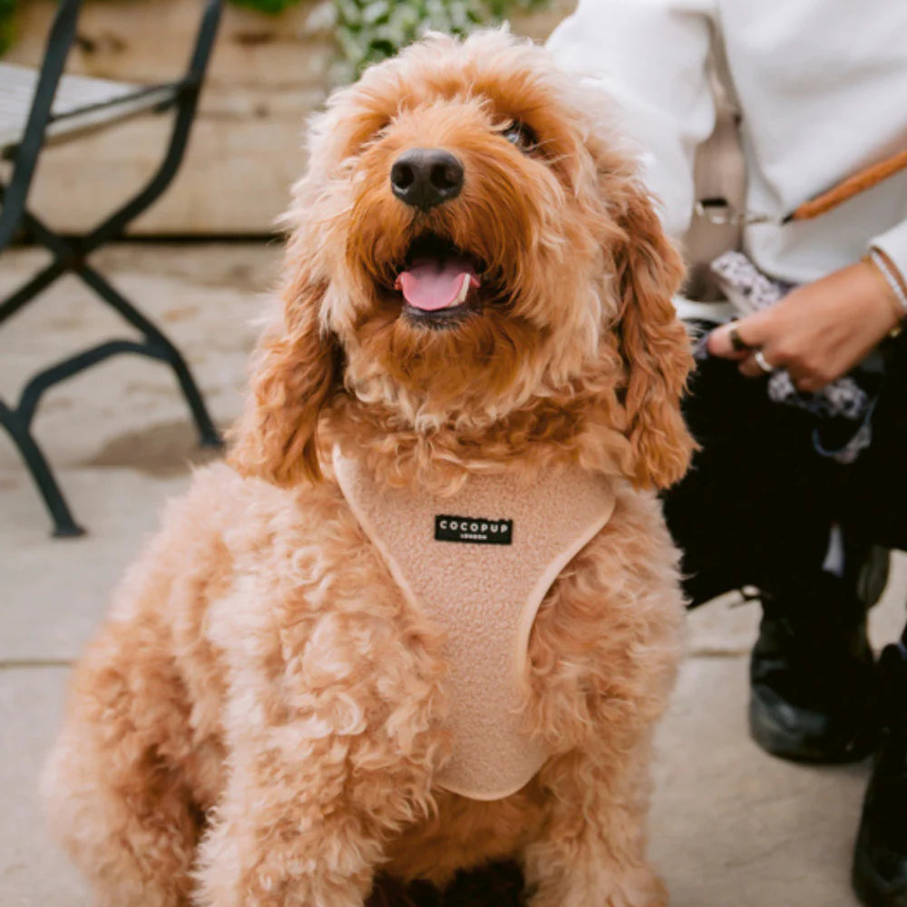 Cocopup London's Adjustable Neck Harness (Teddy Rupert)