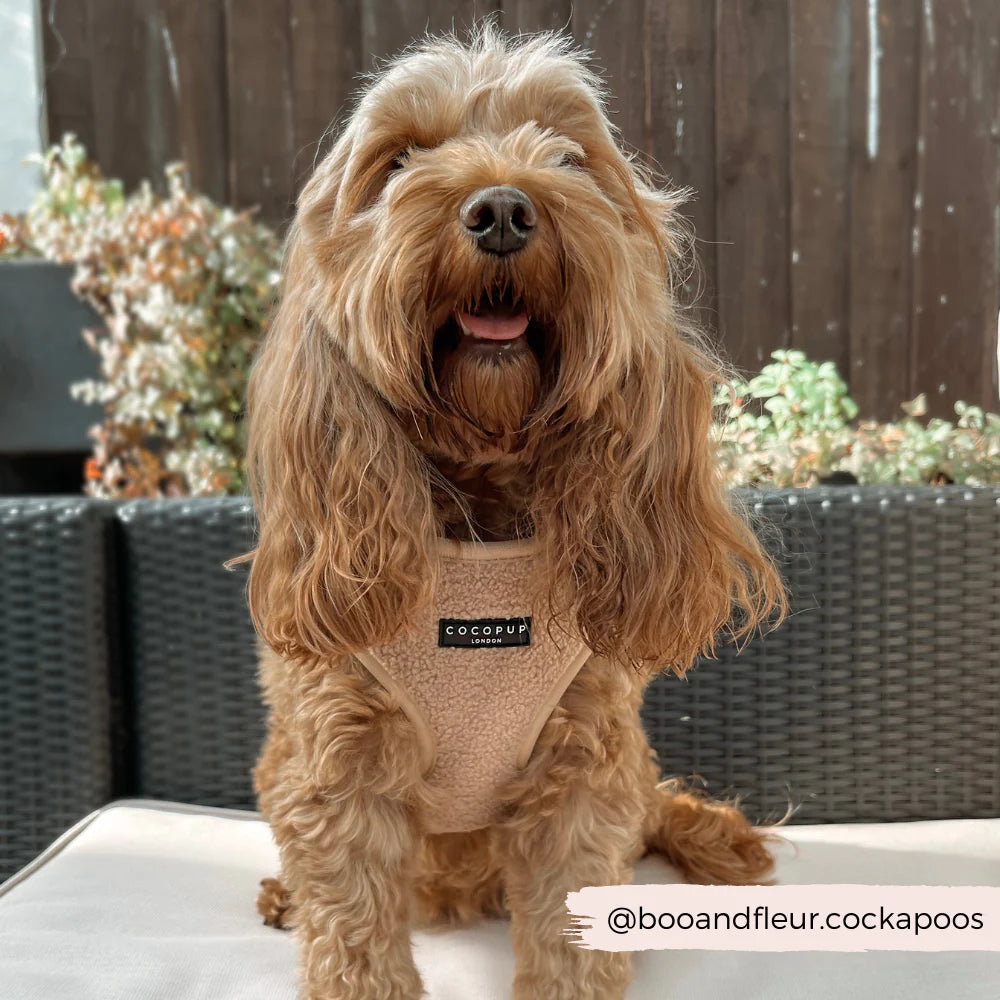 Cocopup London's Adjustable Neck Harness (Teddy Rupert)