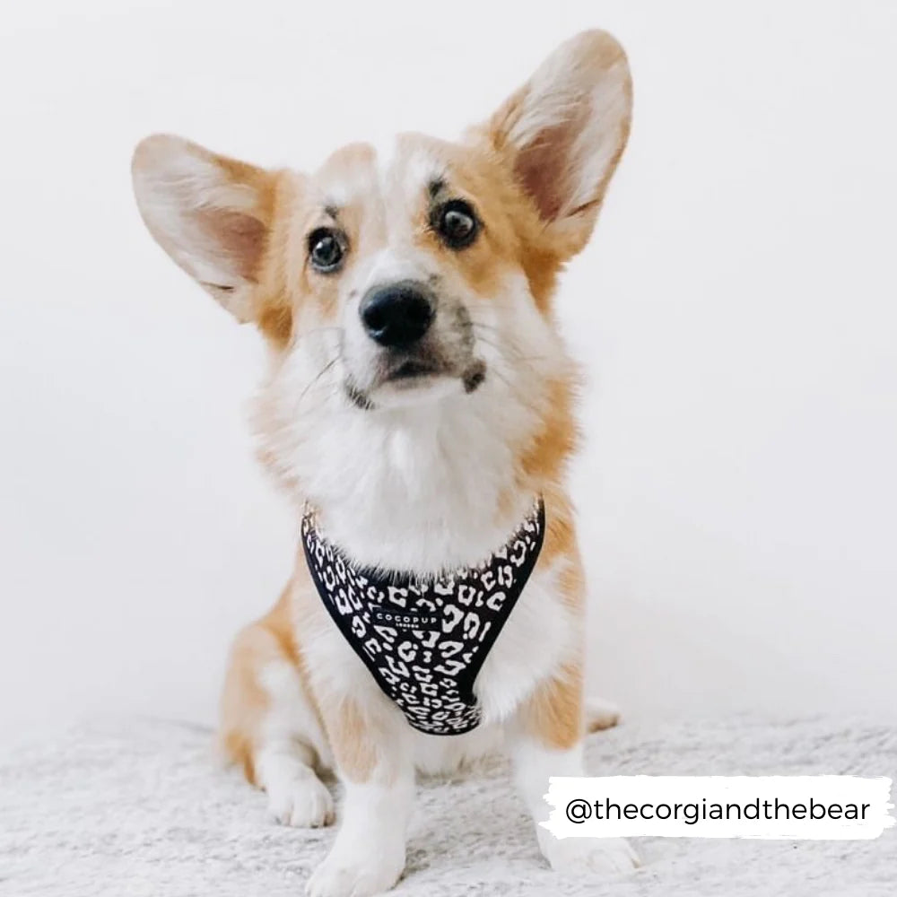 Cocopup London's Adjustable Neck Harness (Black Leopard)