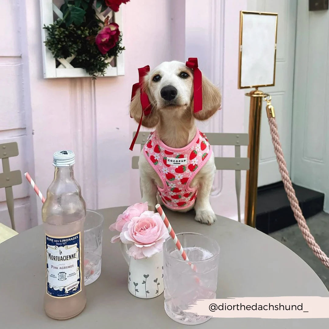 Cocopup London's Adjustable Neck Harness (Pupberry Fields)