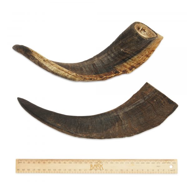 Bark & Beyond's Goat Horn
