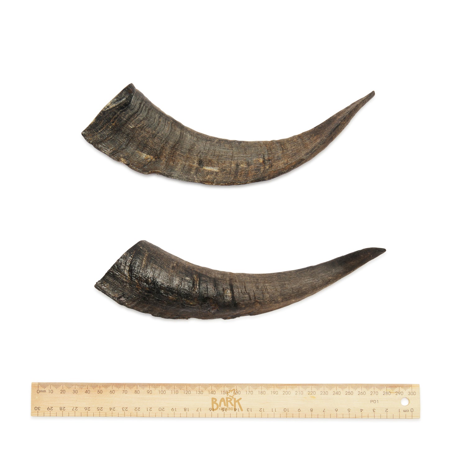 Bark & Beyond's Goat Horn