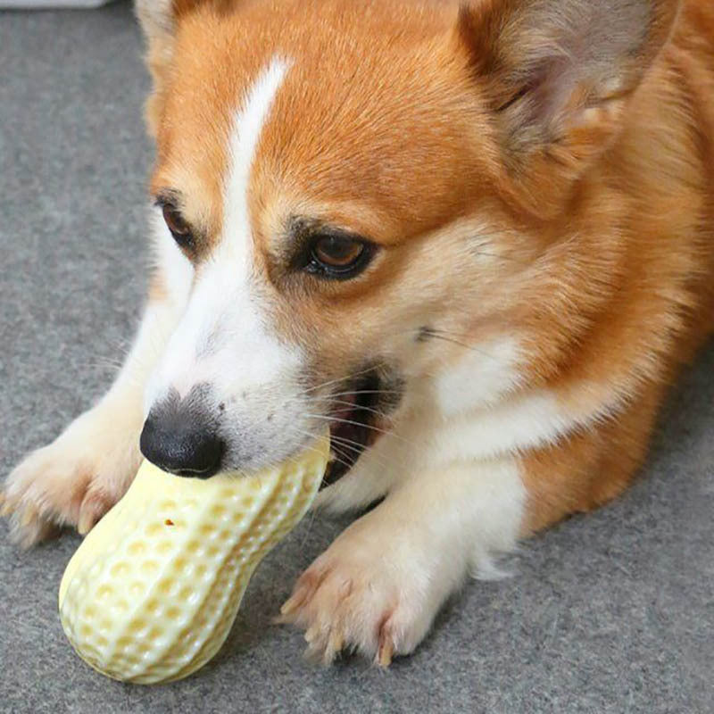 Squeaky Toy